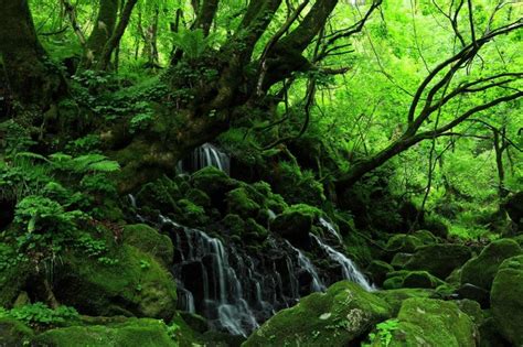 陰生植物 一覧|「日陰でも育つ」植物一覧（条件から探す）｜図鑑検索｜みんな 